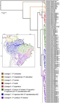 Little Divergence Among Mitochondrial Lineages of Prochilodus (Teleostei, Characiformes)